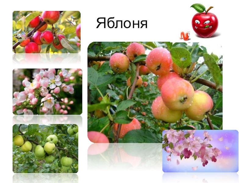 Презентация яблоня. Культурные растения 3 класс окружающий мир яблоня.