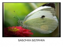 Презентация к уроку чтения по произведению Счастливый жучок