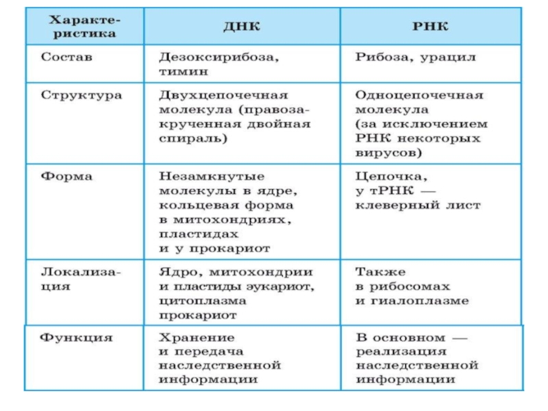 Строение и функции наука. Рибосомы особенности строения и функции. Рибосомы строение и функции таблица. Рибосомы особенности строения и функции таблица. Рибосомы строение и функции таблица 9 класс.