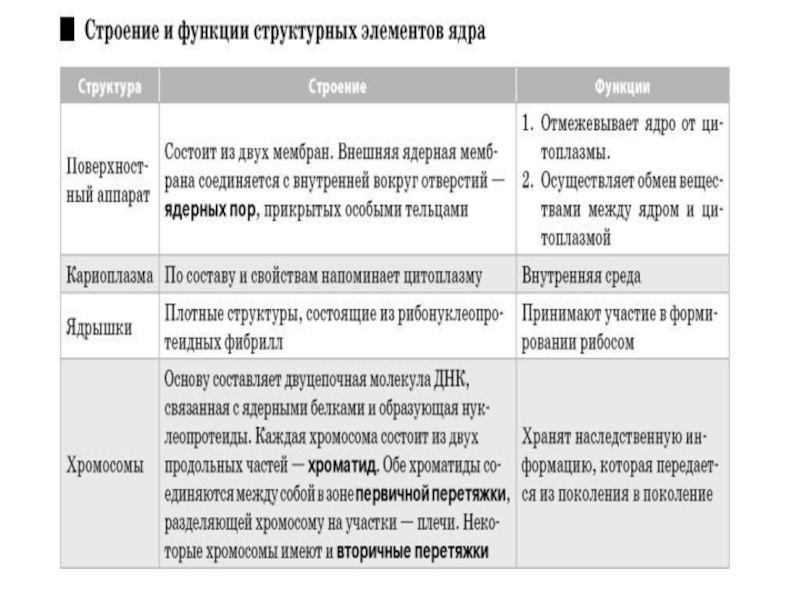 Ядро строение и функции таблица. Структура ядра таблица. Хромосомы строение и функции таблица. Таблица структура ядра строение функции.