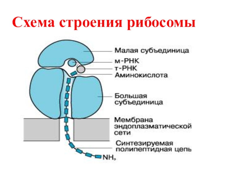 Рибосомы рисунок схематично в клетке