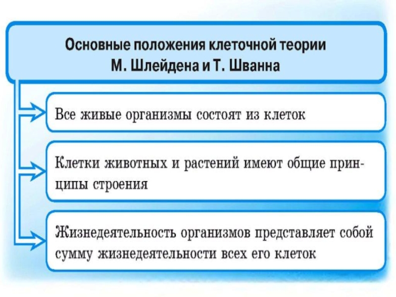 Презентация клеточная теория шлейдена и шванна и шлейдена