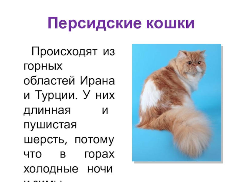 Про кошек и собак 2 класс окружающий. Персидская кошка доклад для 2 класса.