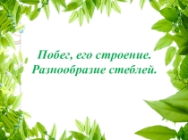 Презентация по биологии на тему Побег, его строение