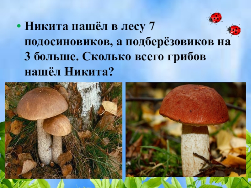 Многим известен гриб подосиновик запятые. Подосиновик. Сколько всего грибов. Подберезовик. Как выглядит белый гриб и подберезовик.