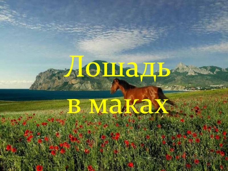 Проект Россия - моя Родина Лошадь в маках Лошадь в маках
