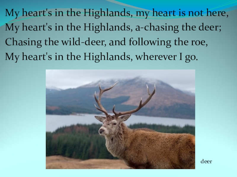 Burns my heart's in the highlands