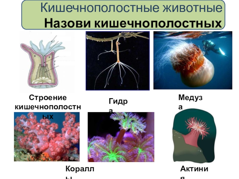 Презенация по биологии на тему Беспозвоночные (5 класс) Кишечнополостные животные Назови кишечнополостныхСтроение кишечнополостныхГидраМедузаКораллыАктиния Кишечнополостные животные Назови кишечнополостныхСтроение кишечнополостныхГидраМедузаКораллыАктиния