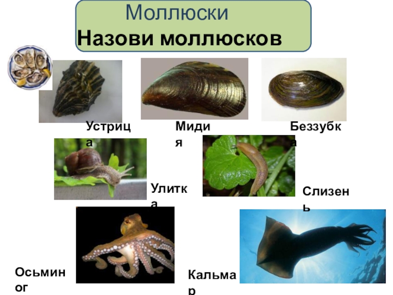 Беспозвоночные животные моллюски примеры. Слизни относятся к моллюскам. Моллюски биология 5 класс. Беспозвоночные животные 5 класс беззубка.