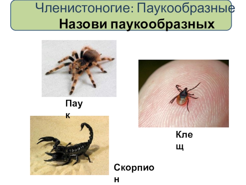 Презенация по биологии на тему Беспозвоночные (5 класс) Членистоногие: Паукообразные Назови паукообразныхПаукКлещСкорпион Членистоногие: Паукообразные Назови паукообразныхПаукКлещСкорпион