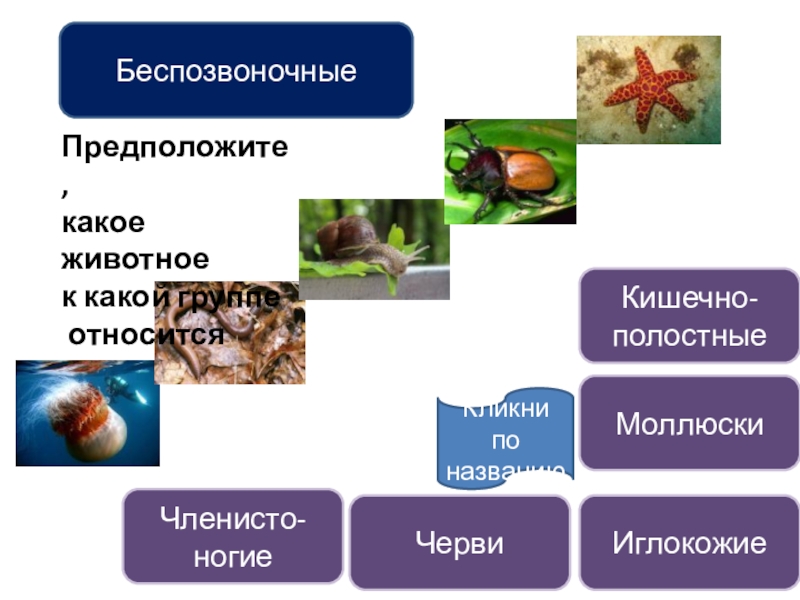 Презенация по биологии на тему Беспозвоночные (5 класс) БеспозвоночныеКишечно-полостныеЧервиМоллюскиЧленисто-ногиеИглокожиеПредположите, какое животное к какой группе относитсяКликни поназванию БеспозвоночныеКишечно-полостныеЧервиМоллюскиЧленисто-ногиеИглокожиеПредположите, какое животное к какой группе относитсяКликни поназванию