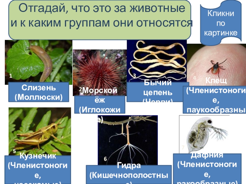 Презенация по биологии на тему Беспозвоночные (5 класс) Отгадай, что это за животные и к каким группам они относятся Отгадай, что это за животные и к каким группам они относятся Слизень(Моллюски)Морской ёж(Иглокожие)Бычий цепень(Черви)Клещ(Членистоногие,паукообразные)Кузнечик (Членистоногие,насекомые)Гидра(Кишечнополостные)Дафния(Членистоногие, ракообразные)1234567Кликни