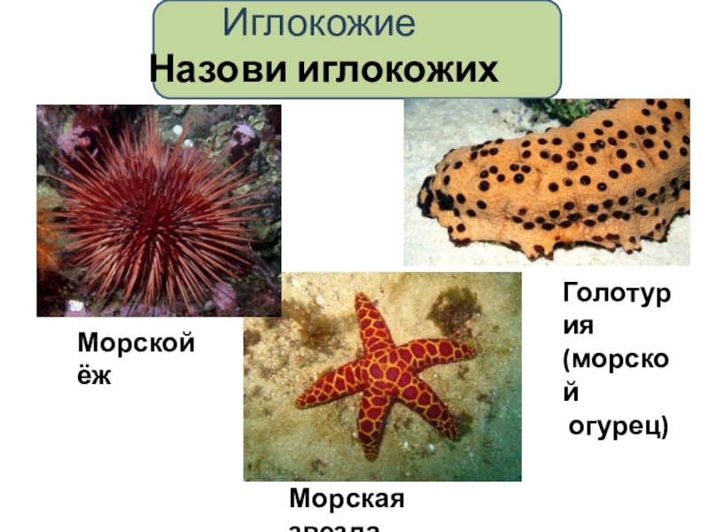 Презенация по биологии на тему Беспозвоночные (5 класс) Иглокожие Назови иглокожихМорской ёжМорская звездаГолотурия(морской огурец) Иглокожие Назови иглокожихМорской ёжМорская звездаГолотурия(морской огурец)