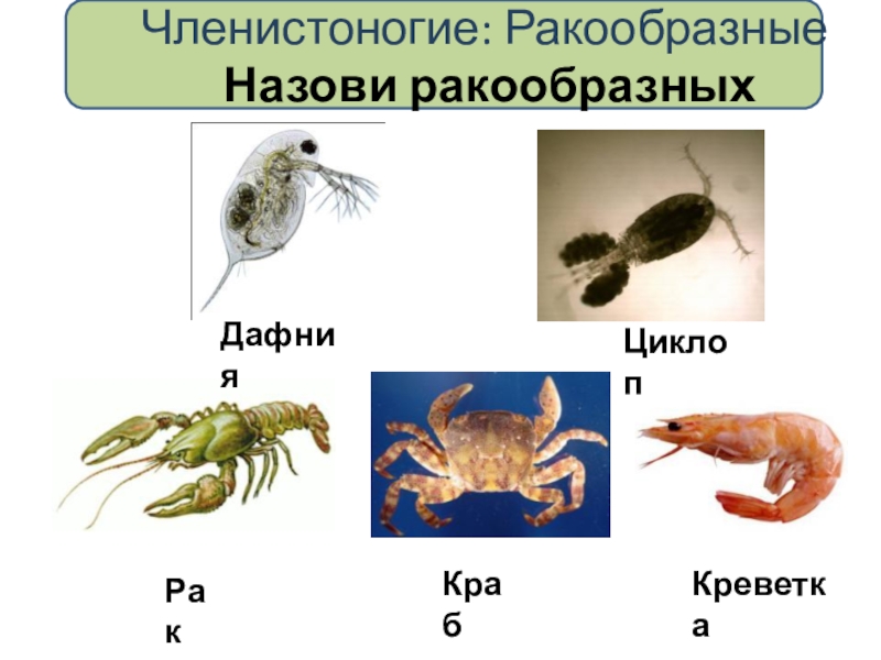 Презенация по биологии на тему Беспозвоночные (5 класс) Членистоногие: Ракообразные Назови ракообразныхДафнияЦиклопРакКрабКреветка Членистоногие: Ракообразные Назови ракообразныхДафнияЦиклопРакКрабКреветка