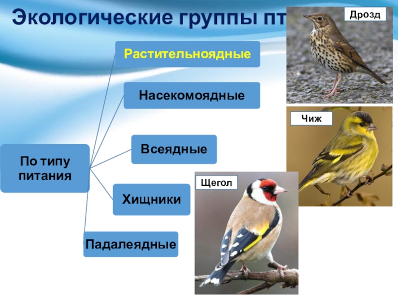 Экологические группы птиц. Экологические группы птиц презентация. Промежуточная группа птиц. Экологические группы птиц по типу питания. Значение птицы в питании