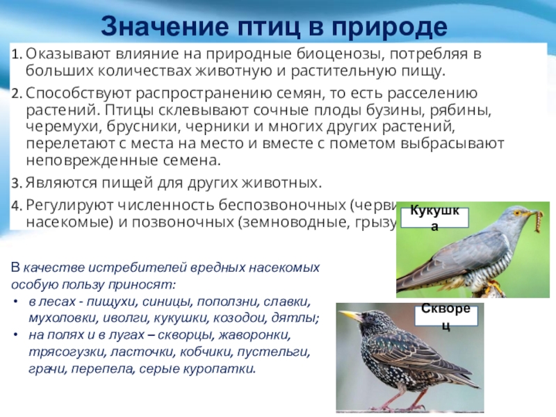 Значение птиц в природе 7 класс