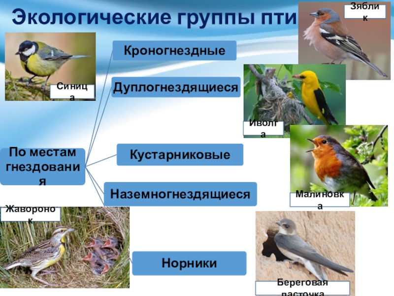 Какие есть экологические группы. Экологические группы птиц 8 класс. Птицы леса представители экологической группы.