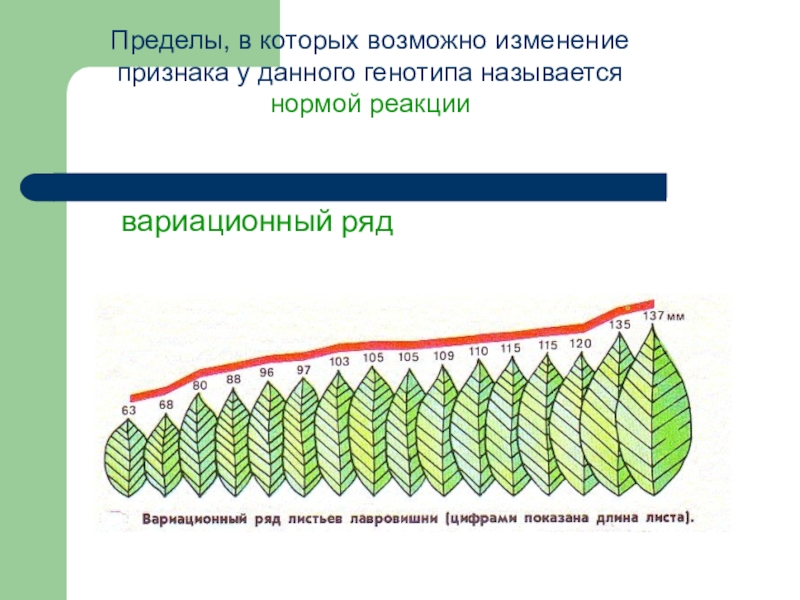 Листья нормальные. Модификационная изменчивость листа. Вариационный ряд модификационной изменчивости. Норма реакции модификационной изменчивости. Вариационная кривая модификационной изменчивости.