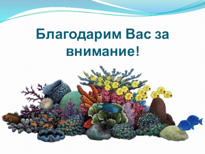 Презентация по биологии Коралловые полипы и медузы (7 класс) Благодарим Вас за внимание! Благодарим Вас за внимание!