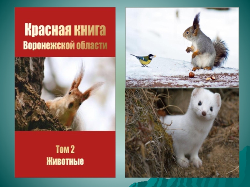 Красная книга воронежской области животные фото и описание