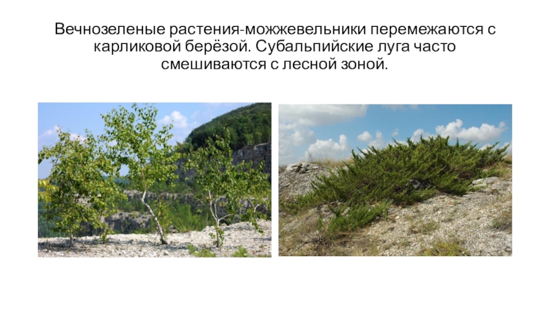 Презентация по окружающему миру Луга Северной Осетии Вечнозеленые растения-можжевельники перемежаются с карликовой берёзой. Субальпийские луга часто смешиваются с лесной зоной. Вечнозеленые растения-можжевельники перемежаются с карликовой берёзой. Субальпийские луга часто смешиваются с лесной зоной.
