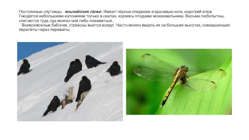Презентация по окружающему миру Луга Северной Осетии Постоянные спутницы - альпийские галки. Имеют чёрное оперение и красивые ноги, Постоянные спутницы - альпийские галки. Имеют чёрное оперение и красивые ноги, короткий клюв. Гнездятся небольшими колониями только
