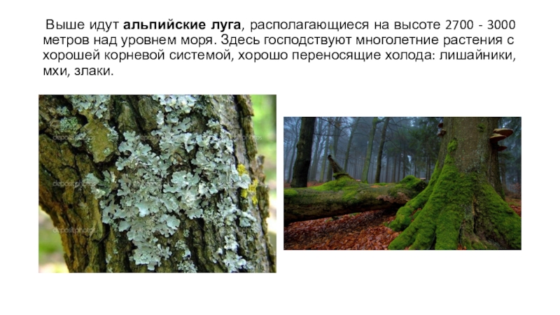 Презентация по окружающему миру Луга Северной Осетии Выше идут альпийские луга, располагающиеся на высоте 2700 - 3000 метров Выше идут альпийские луга, располагающиеся на высоте 2700 - 3000 метров над уровнем моря. Здесь господствуют многолетние