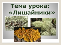 Презентация по биологии на тему Лишайники (6 класс)