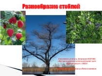 Презентация по биологии на тему Разнообразие стеблей (7 класс, Коррекционная школа VIII вида)