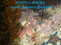 Презентация по биологии на тему Флора и фауна морей Дальнего Востока