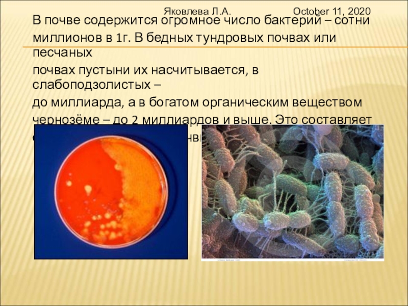 Содержат огромное количество. Микроорганизмы в почве. Что содержится в почве. Число микроорганизмы. Наибольшее количество бактерий содержится в.