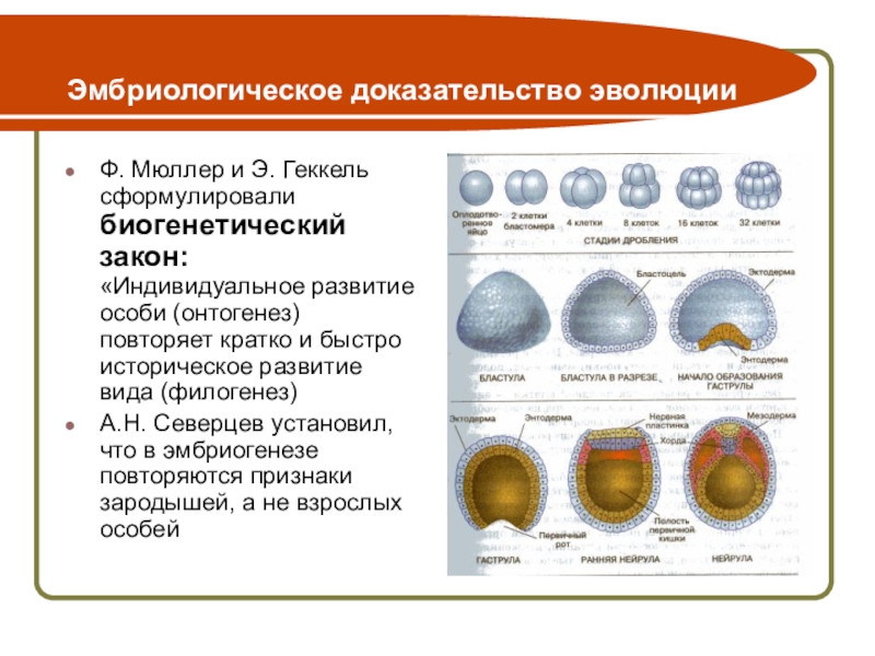 Эмбриологическая карта расшифровка