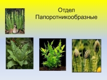 Отдел Папаратникообразные