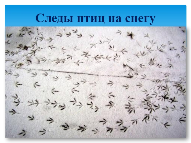 На след неделе. Птичьи следы. Птичьи следы на снегу. Следы зимующих птиц. Следы птиц и зверей на снегу.