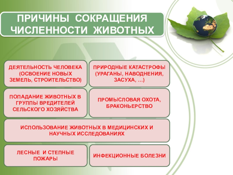 Причин сокращения численности. Причины сокращения численности животных. Причины снижения численности животных. Причины попадания животных в красную книгу. Причины сокращения численности.