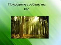 Презентация по окружающему миру на тему  Природное сообщество лес (3 класс)