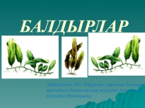 Презентация по биологии на тему Балдырлардың жіктелуі