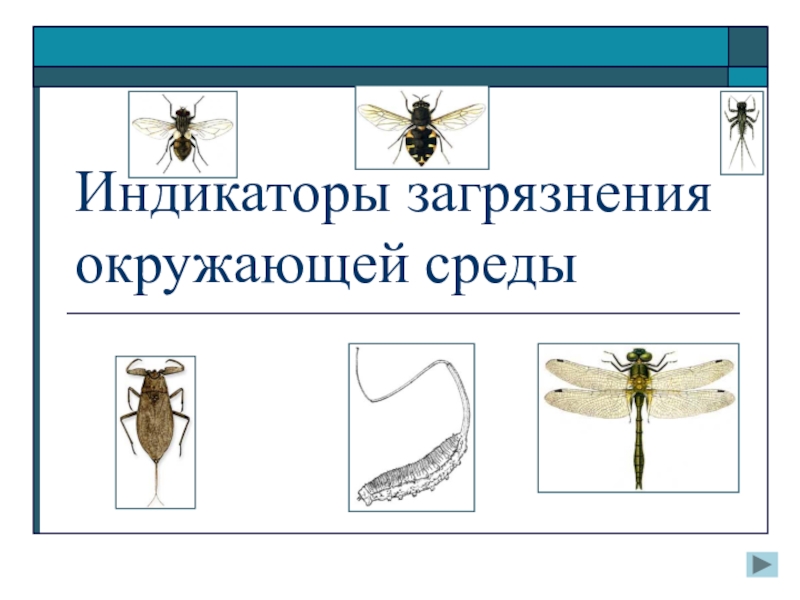 Животный индикатор. Животные индикаторы. Животные индикаторы загрязнения. Индикация загрязнения окружающей среды. Живые индикаторы загрязнения окружающей среды.