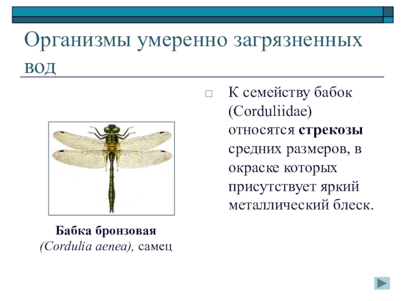 к какому типу относится стрекоза. к какому классу животных относится стрекоза. стрекоза относится к классу. общая характеристика стрекоз. к какому типу относится стрекоза.
