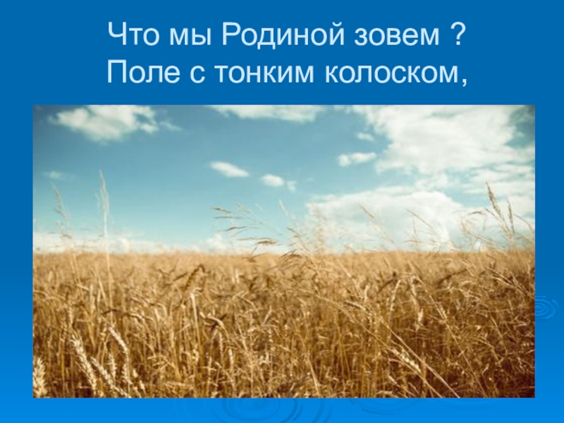 Здравствуй поле я твой тонкий колосок. Родиной зовется. Поле с тонким колоском.