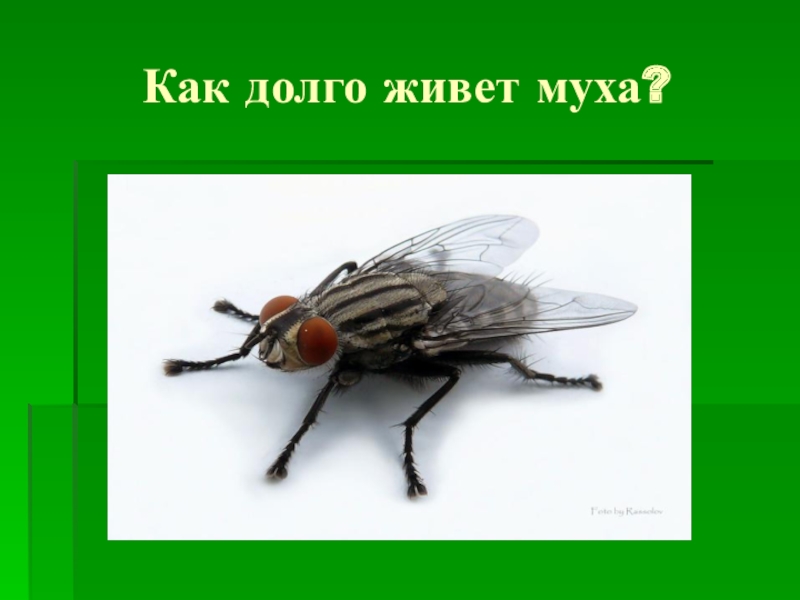 Сколько живут мухи. Продолжительность жизни мухи. Как долго живут мухи. Растет Муха.