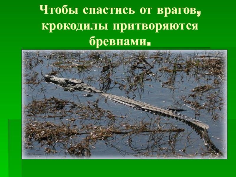 Как деревья защищаются от врагов презентация