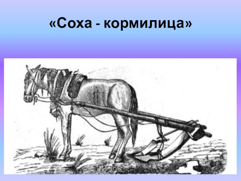 Эль соха