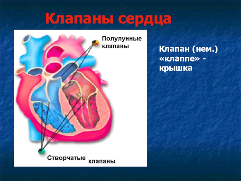 Створчатые клапаны сердца. Створчатые клапаны это в биологии 8 класс. Створчатые клапаны в открытом виде. Створчатые клапаны сердца 8 класс. Створчатые клапаны схема.