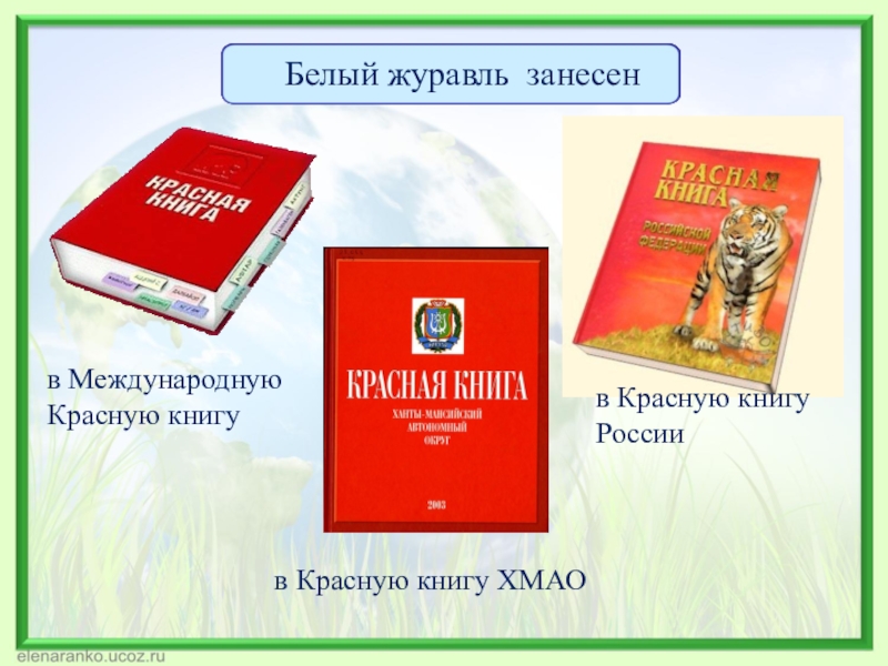 Международная красная книга 4 класс. Красная книга ХМАО Югры. Белый журавль занесен в красную книгу. Красная книга ХМАО Югры животные и растения. Красная книга Югры животные.