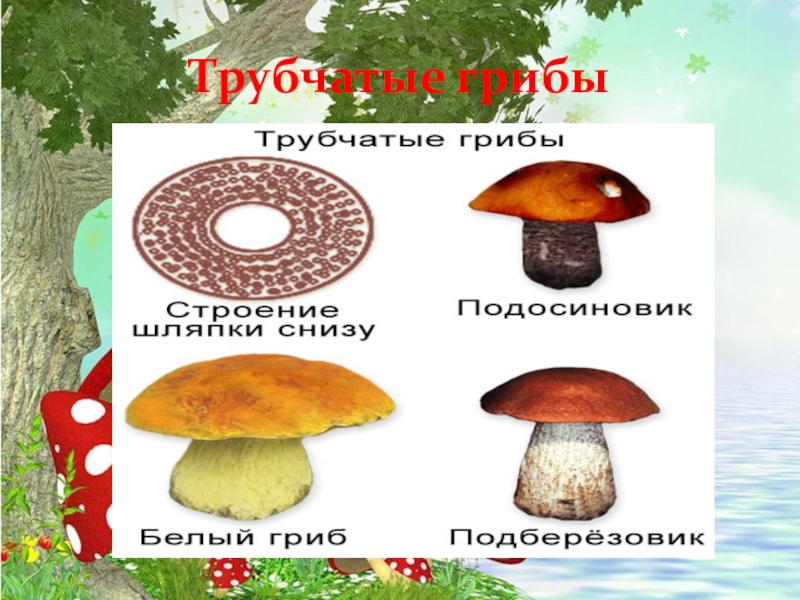 Различие пластинчатых и трубчатых грибов. Трубчатые грибы. Трубчатые и пластинчатые грибы. Ядовитые трубчатые грибы. Название всех трубчатых грибов.