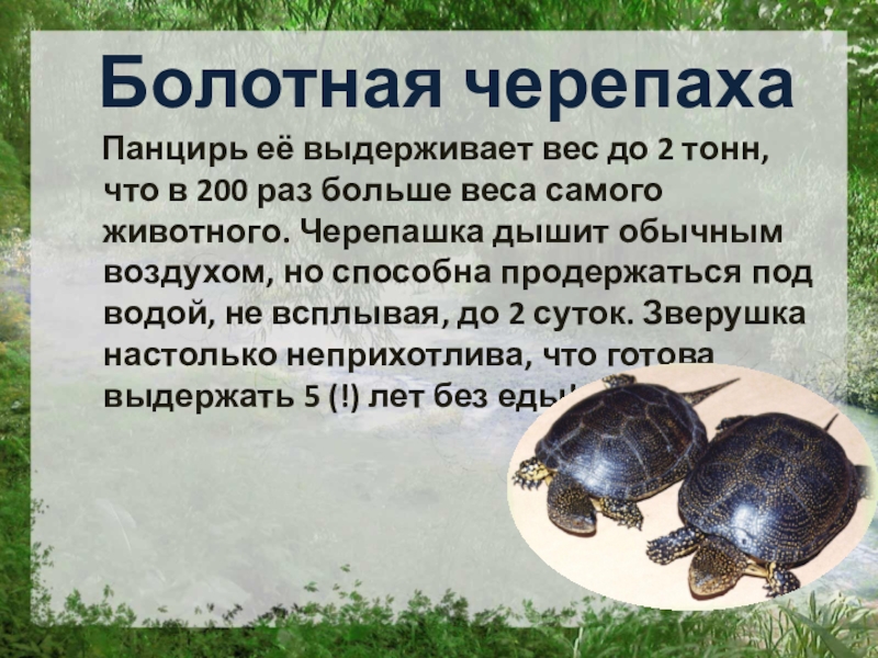 Масса черепахи