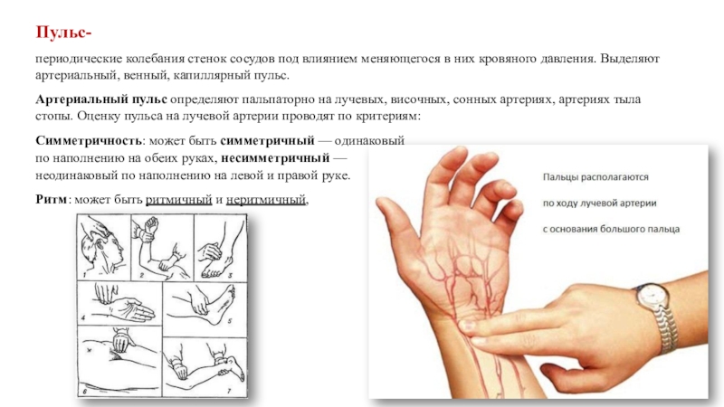 Пульс колебание стенок артерий. Измерение пульса на лучевой артерии алгоритм. Исследование капиллярного пульса. Определение пульса на лучевой артерии алгоритм. Артериальный пульс на лучевых артериях.
