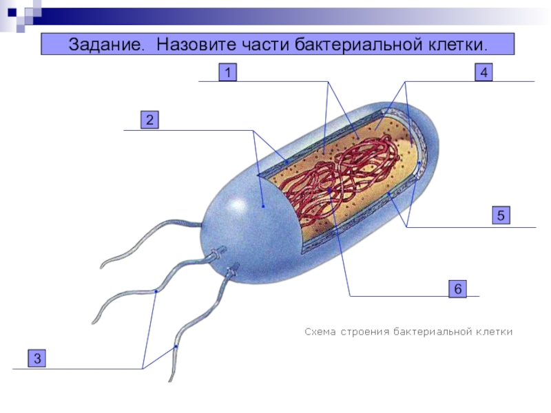 Схема бактерии 5 класс биология