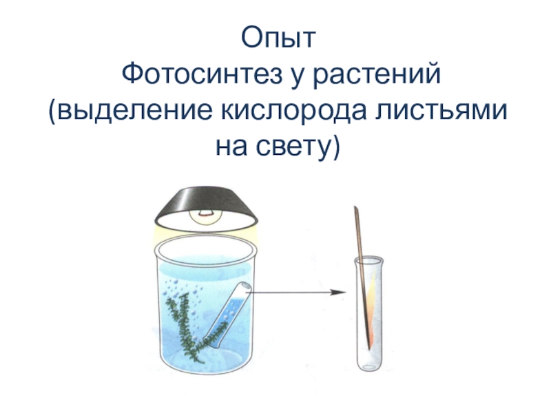 Презентация по биологии на тему Возвращают ли живые организмы вещества в окружающую среду? (5 класс ФГОС) Опыт Фотосинтез у растений (выделение кислорода листьями на свету) Опыт Фотосинтез у растений (выделение кислорода листьями на свету)